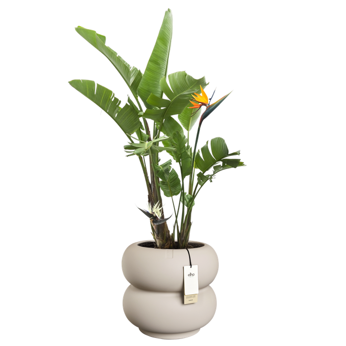 amber roll low 43cm greige